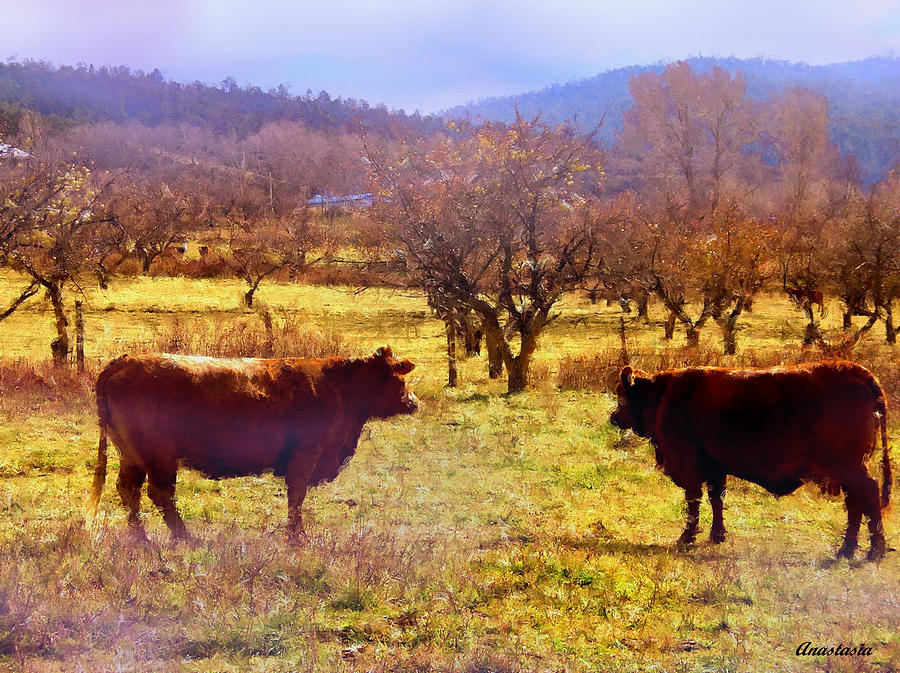 Two Cows Making A Decision Photograph by Anastasia Savage Ealy
