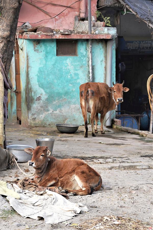 Two Cows - Rishikesh India Photograph by Kim Bemis