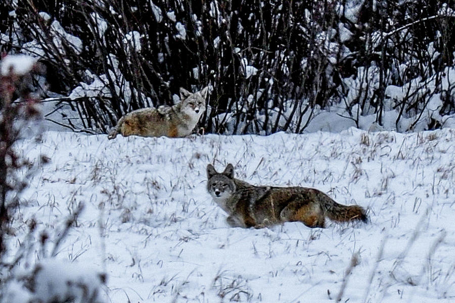 Two Coyotes in the Snow Photograph by Marilyn Burton