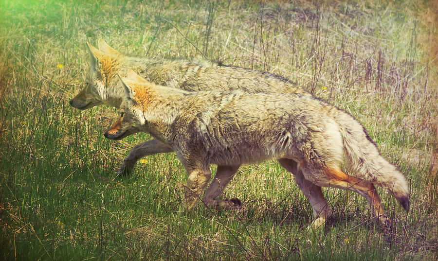 Two Coyotes Photograph by Natalie Rotman Cote