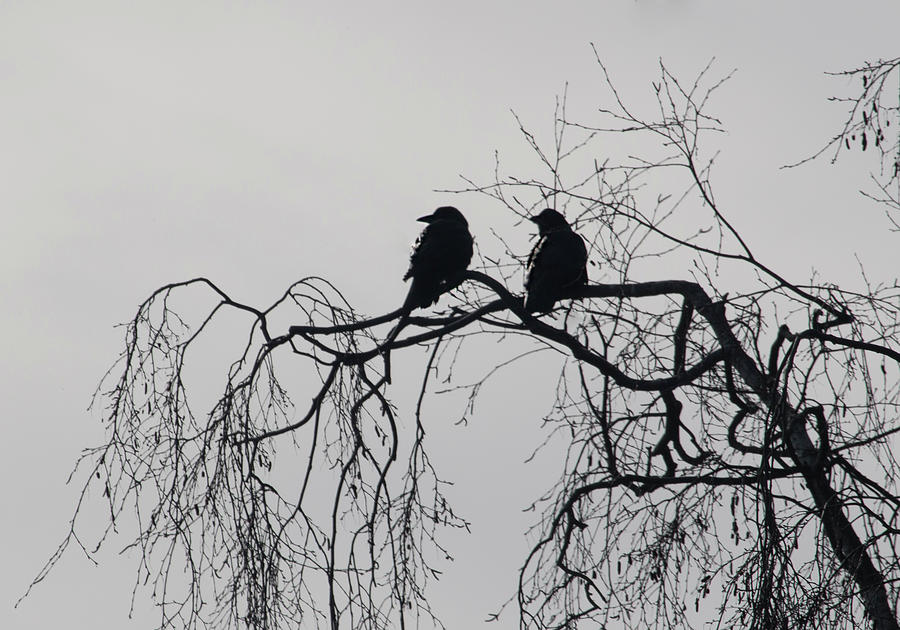 Crow Photograph - Two Crows in Winter Branches by Laura Silverstein