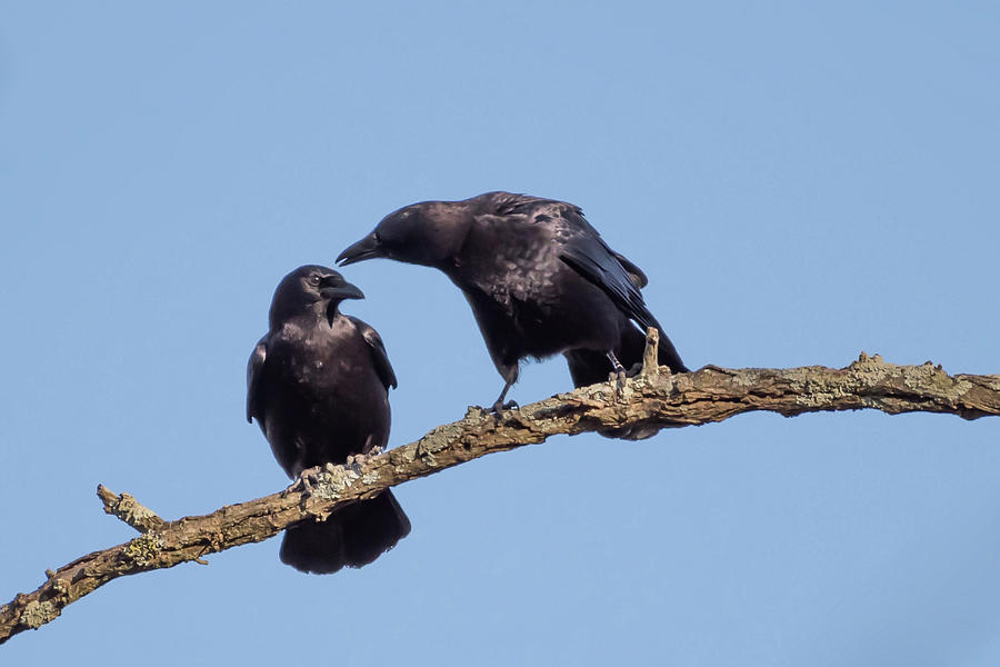 Two Crows on a Branch Photograph by Terry DeLuco