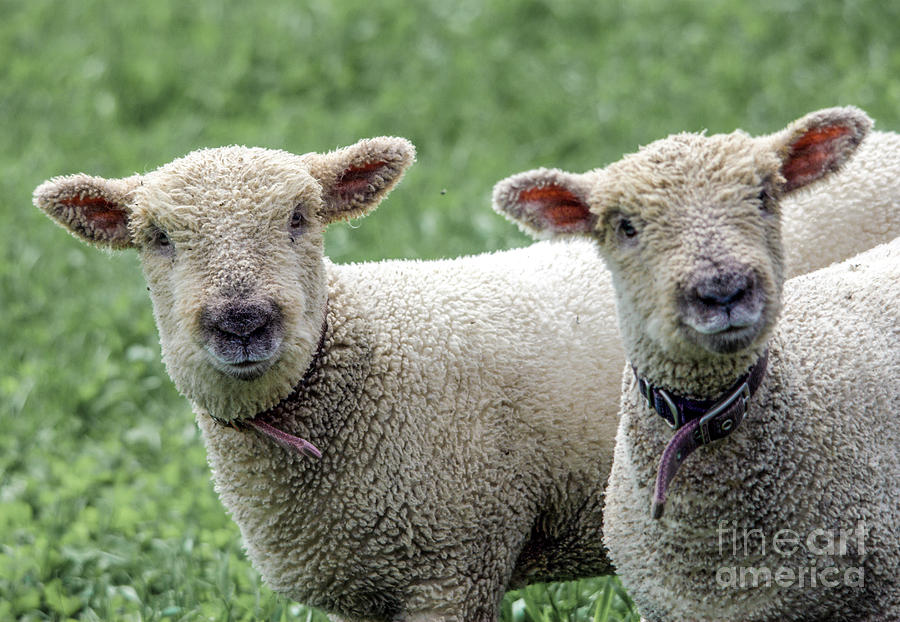 Two Curious Lambs Photograph by John Greco
