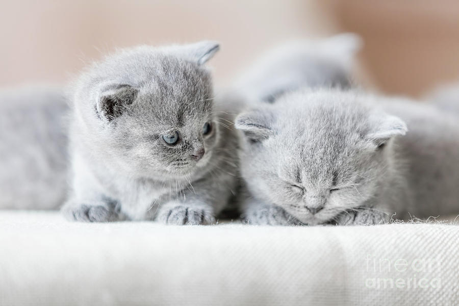 Two cute British shorthair cats. Photograph by Michal Bednarek
