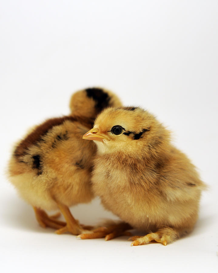 Two Cute Chicks Photograph by Laura Mountainspring