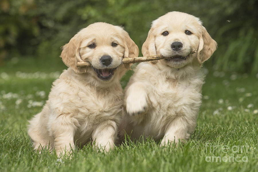 Two cute Golden Retriever dog puppies outdoors Photograph by Mary ...