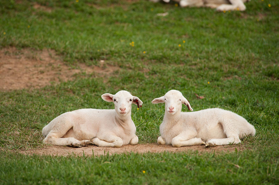 Two Cute Lambs Photograph by Joye Ardyn Durham