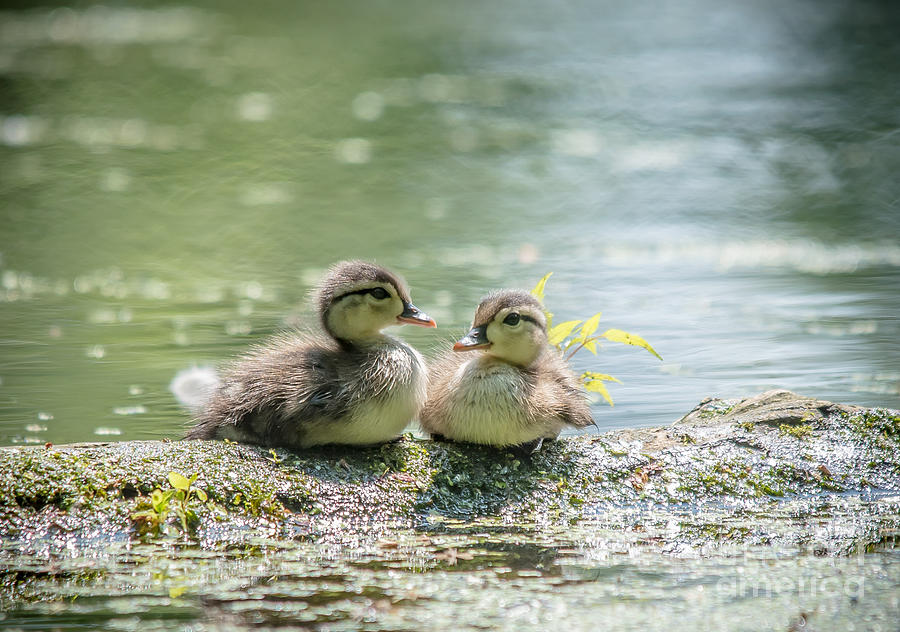 Two Cute Wood Ducklings Photograph by Cheryl Baxter