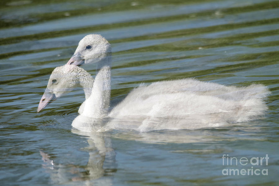 Feather Photograph - Two cygnets by Jeff Swan