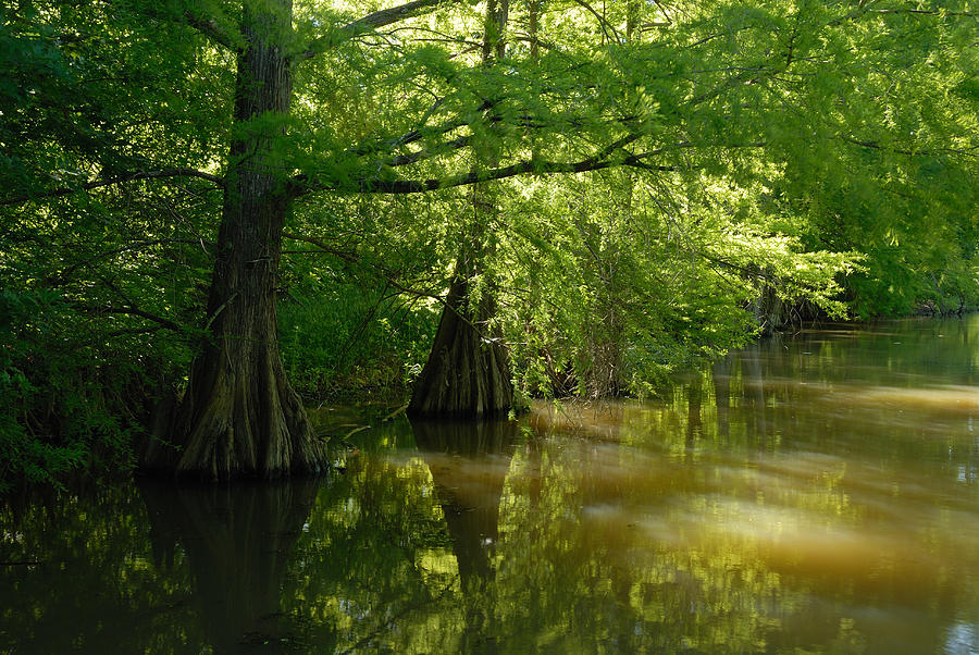 Two Cypress Trees Photograph by Iris Greenwell