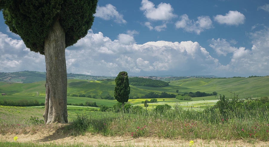 Two cypresses in wide Tuscan landscape Photograph by Tosca Weijers