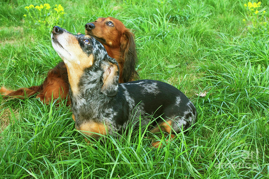 Two dachshunds  Photograph by Irina Afonskaya