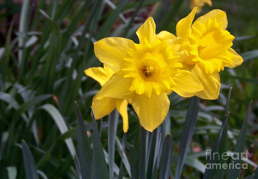 Two Daffodils Photograph by Charles Robinson