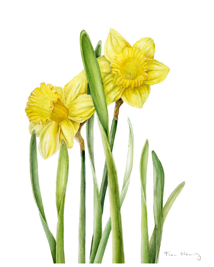 Two Daffodils Painting by Fran Henig