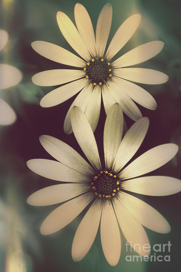 Two daisies growing in a spring garden field Photograph by Jorgo Photography
