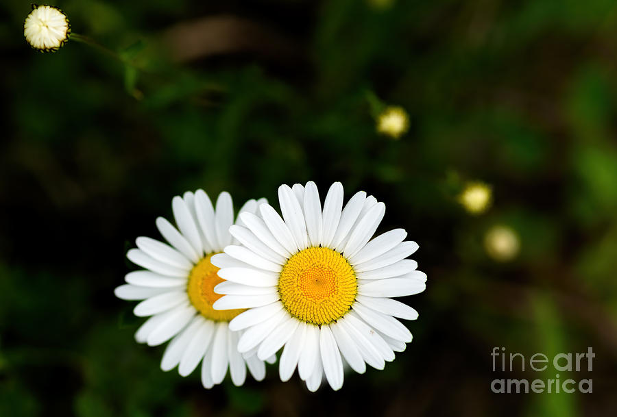 Two Daisies Photograph by Les Palenik