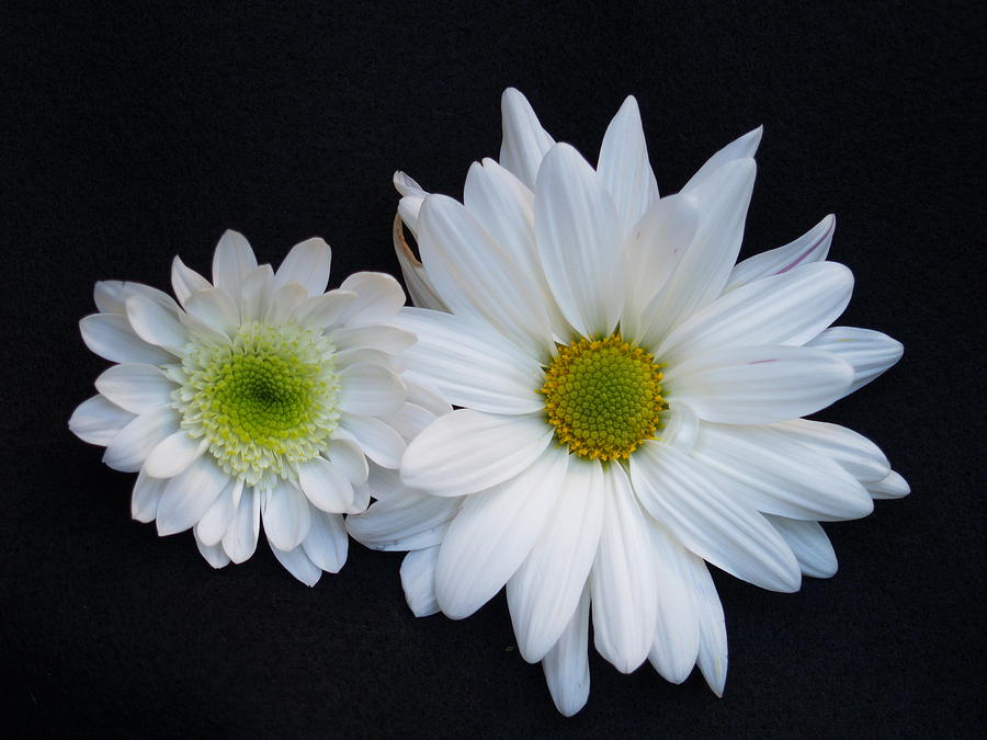 Flower Photograph - Two Daisies by Richard Mansfield