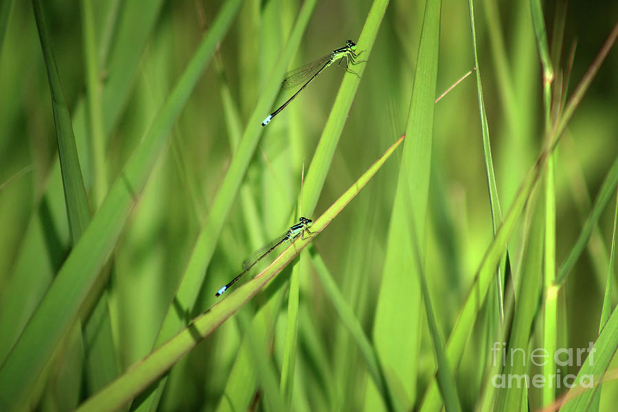 Two Damsels in the Grass Photograph by Karen Adams