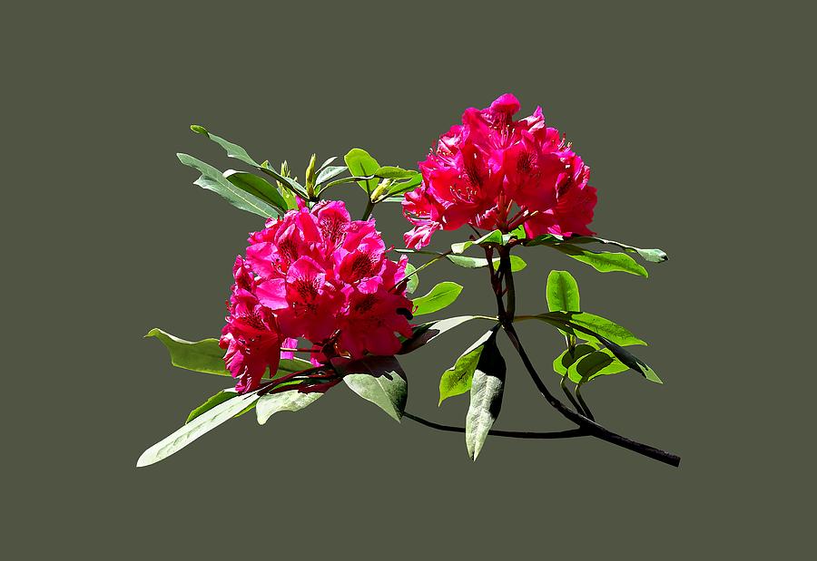 Two Dark Red Rhododendrons Photograph by Susan Savad
