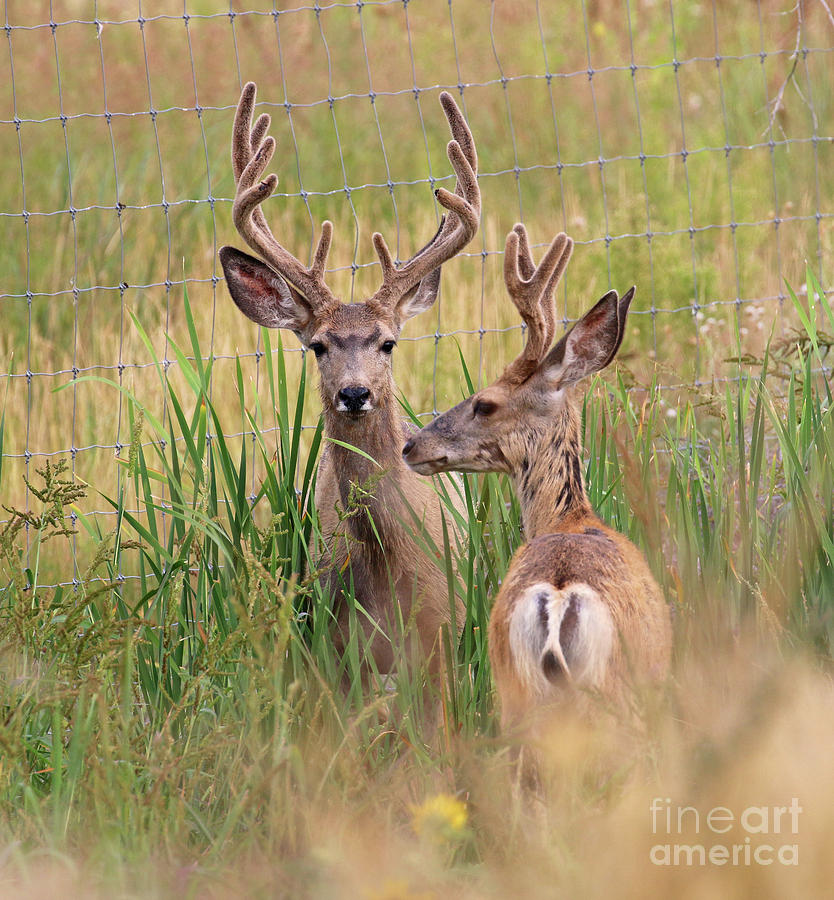 Two Deer  0027 Photograph by Jack Schultz