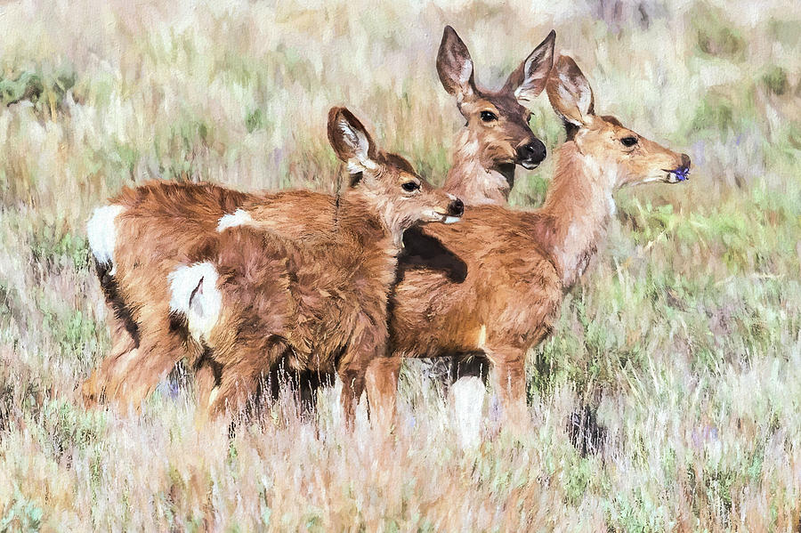 Two Deer, a Fawn and a Flower Photograph by Belinda Greb