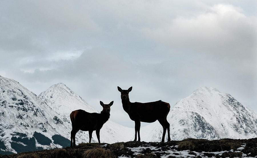 Glen Photograph - Two Deer at Glen Etive by Phillips and Phillips