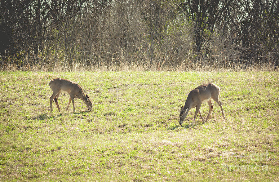Two Deer Grazing Photograph by Cheryl Baxter