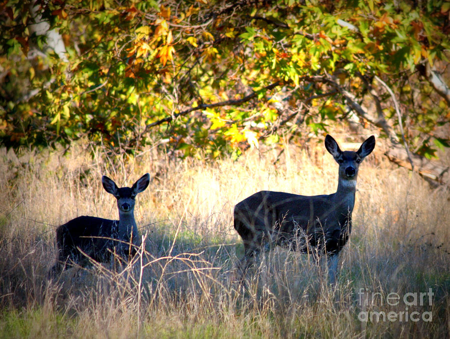 Two Deer In Autumn Meadow Photograph
