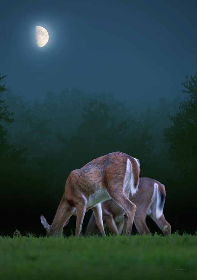 Two Deer Under The Moon Photograph by Brian Wallace