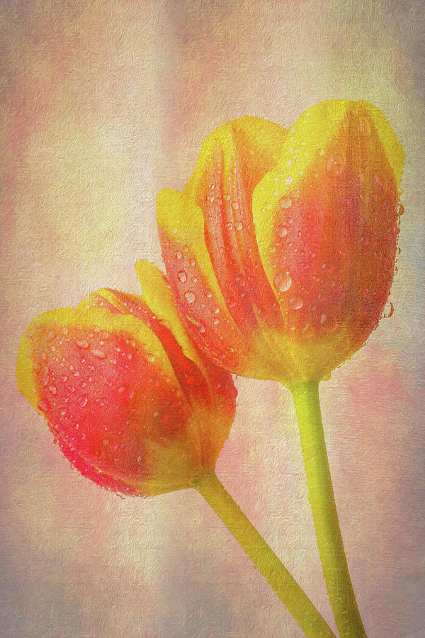 Two dewy Tulips Photograph by Garry Gay