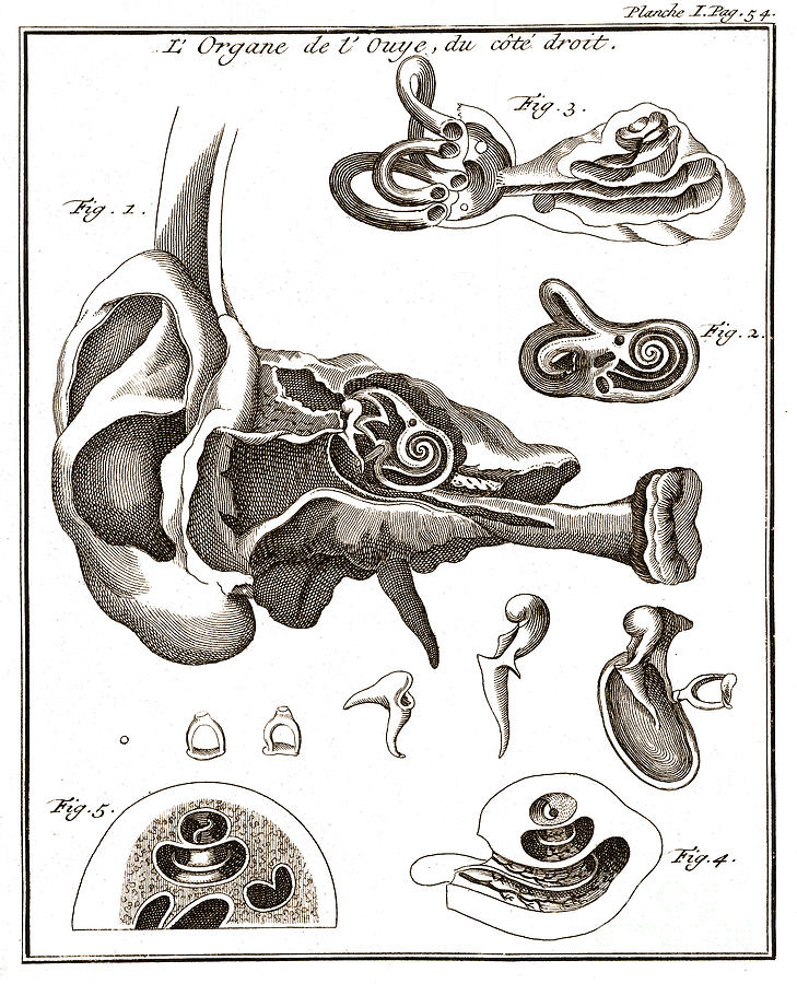 Two Diagrams Of Ear, 1744 Photograph by Wellcome Images