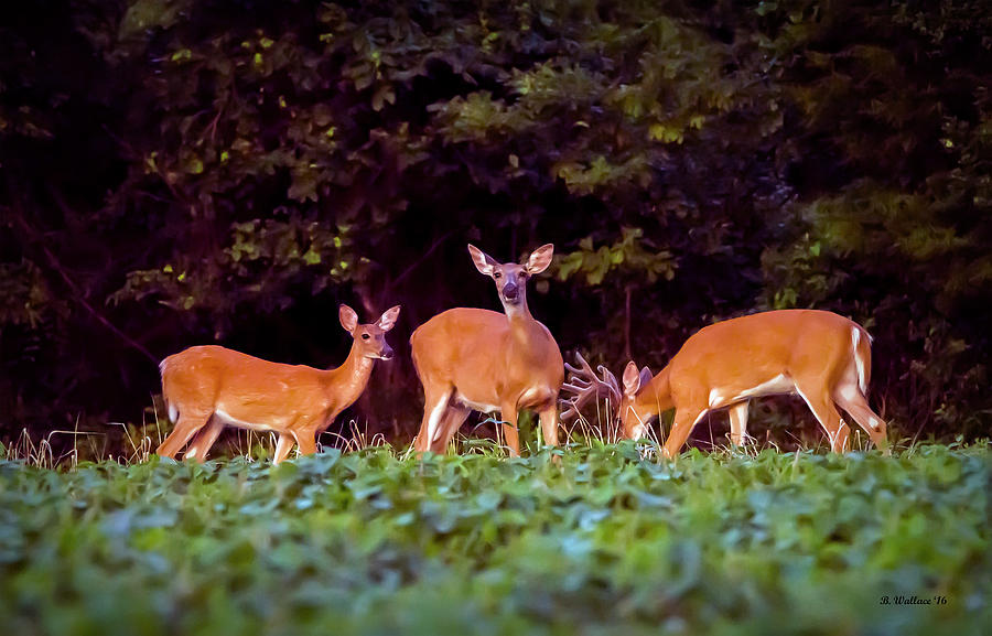 Two Doe And One Buck Photograph by Brian Wallace