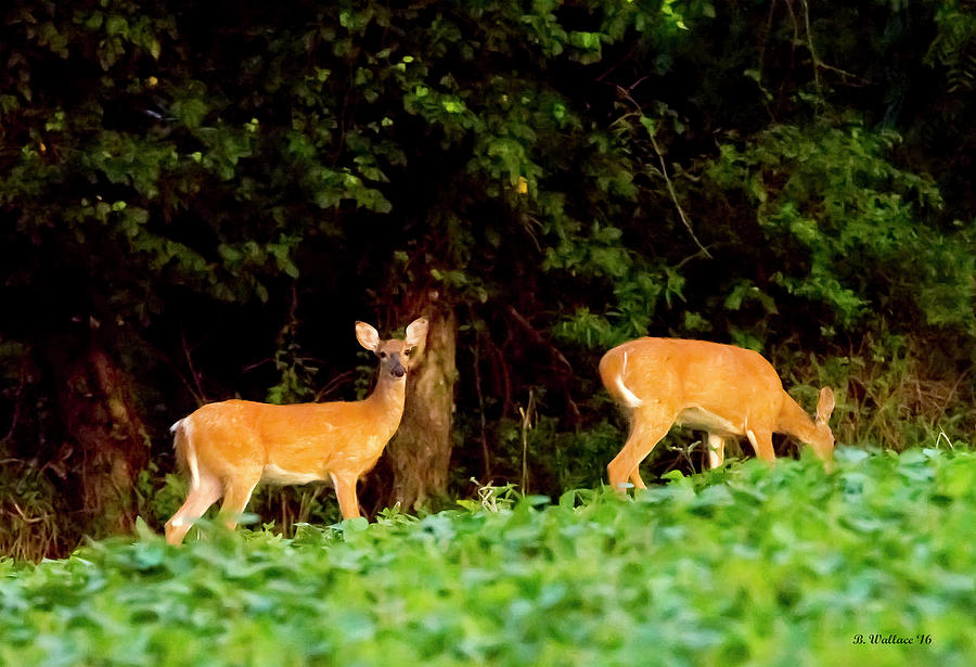 Two Doe Photograph by Brian Wallace