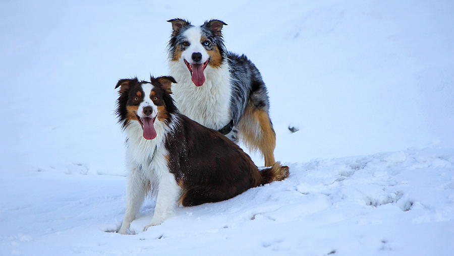 Two Dogs Australian Shepherd Photograph