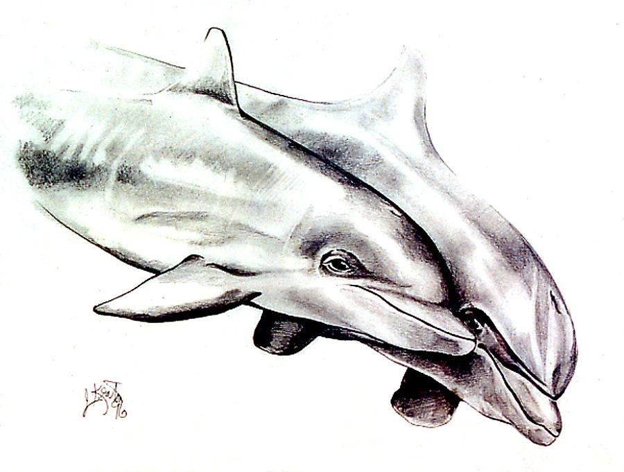 Two Dolphins Drawing by John Keaton