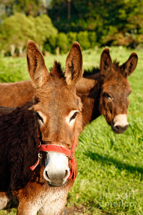 Two donkeys Photograph by Gaspar Avila