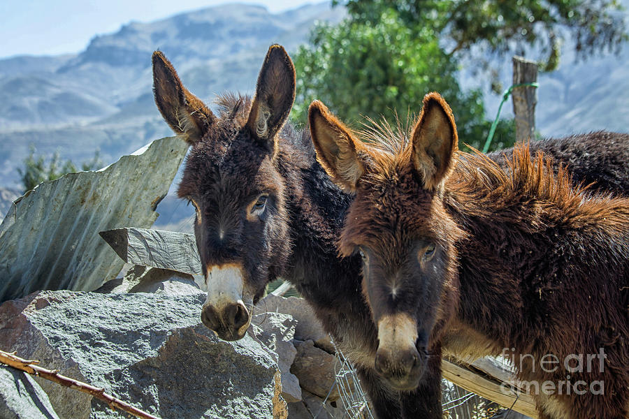 Two donkeys Photograph by Patricia Hofmeester