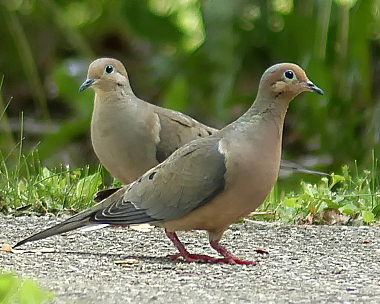Two Doves Photograph by Gene Tatroe