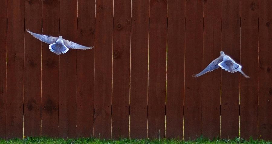 Two Doves in Flight Photograph by Eileen Brymer