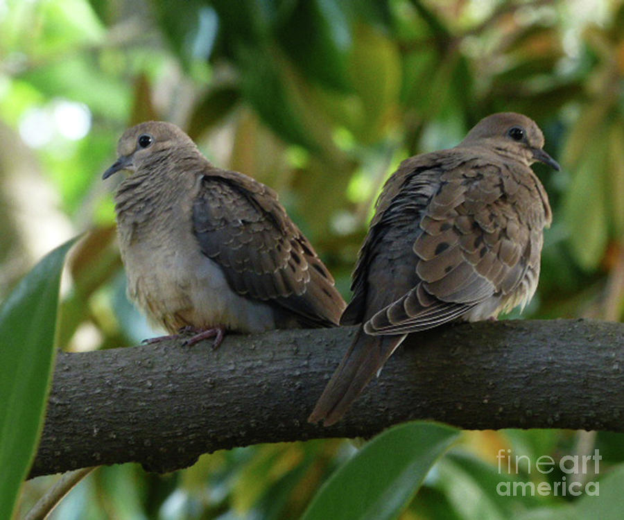 Two doves Photograph by Paula Joy Welter