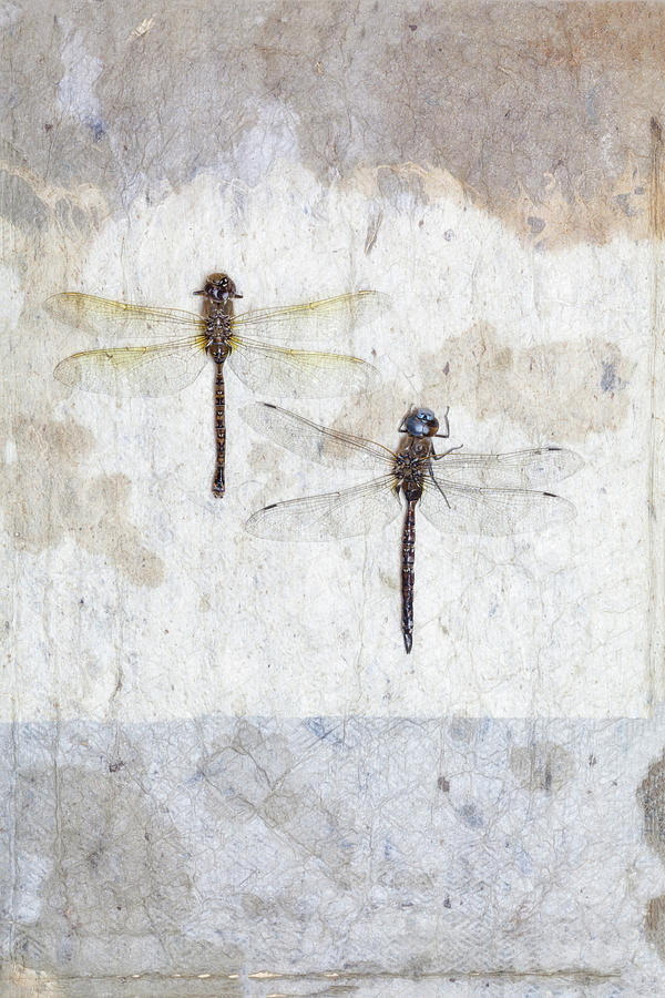 Two Dragonflies Photograph by Carol Leigh