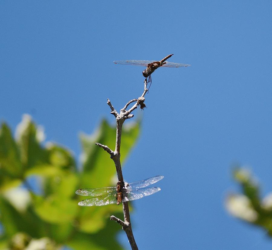 Two Dragonflies Resting II Photograph by Linda Brody