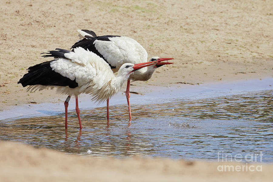 Two drinking white storks Photograph by Nick Biemans