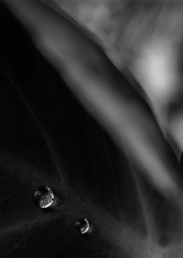 Two Drops Photograph by Bob Orsillo