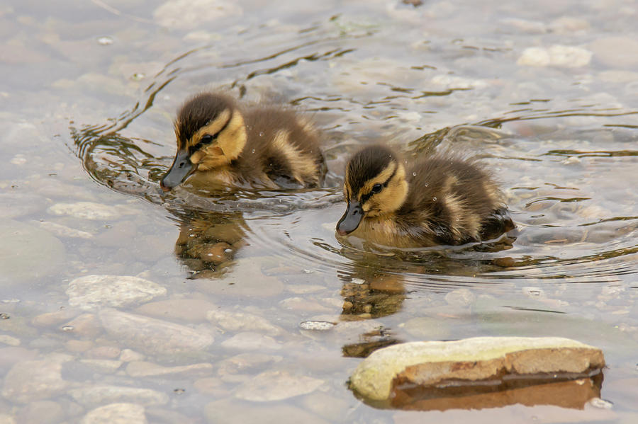 Wildlife Photograph - Two Ducklings by Bruce Frye