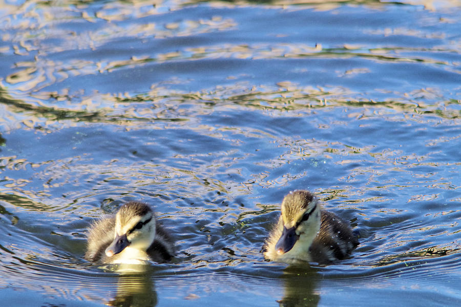 Duck Photograph - Two Ducklings by Jeff Swan