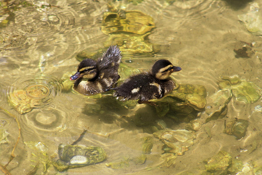 Two Ducklings Photograph by Selena Lorraine - Fine Art America