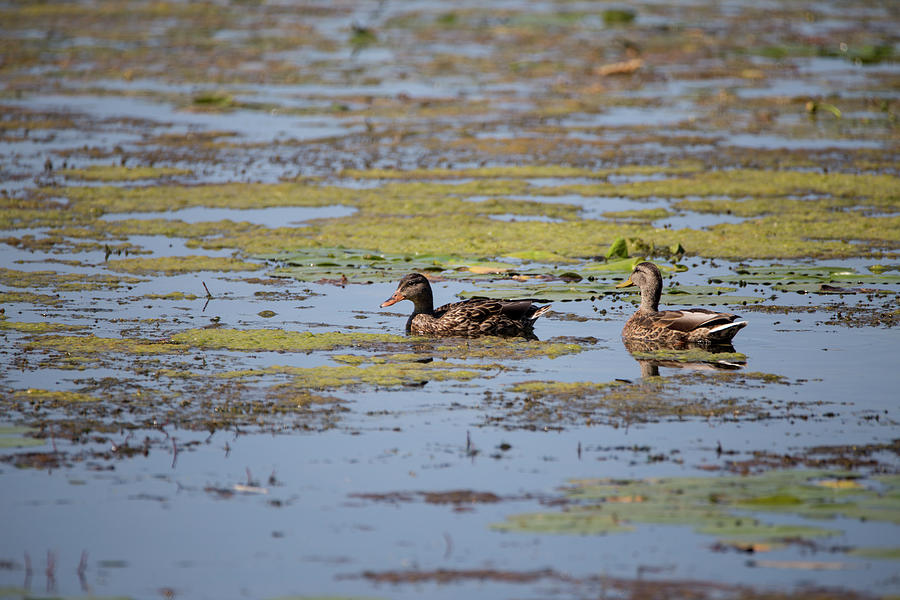 Two Ducks Photograph by David Stasiak