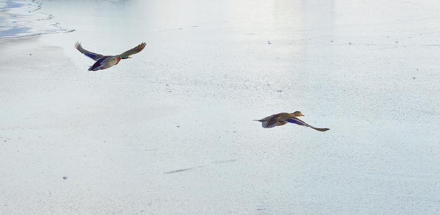 Two Ducks Departing  Digital Art by Lyle Crump