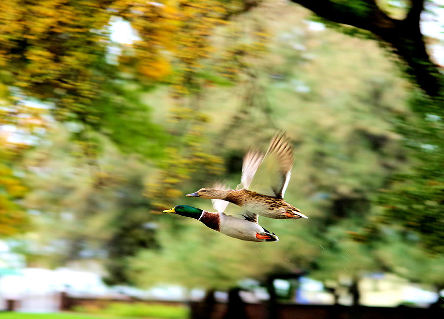 Two ducks in flight Photograph by Jeff Swan